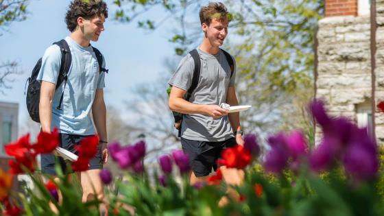 Two male students walking by tulips on campus